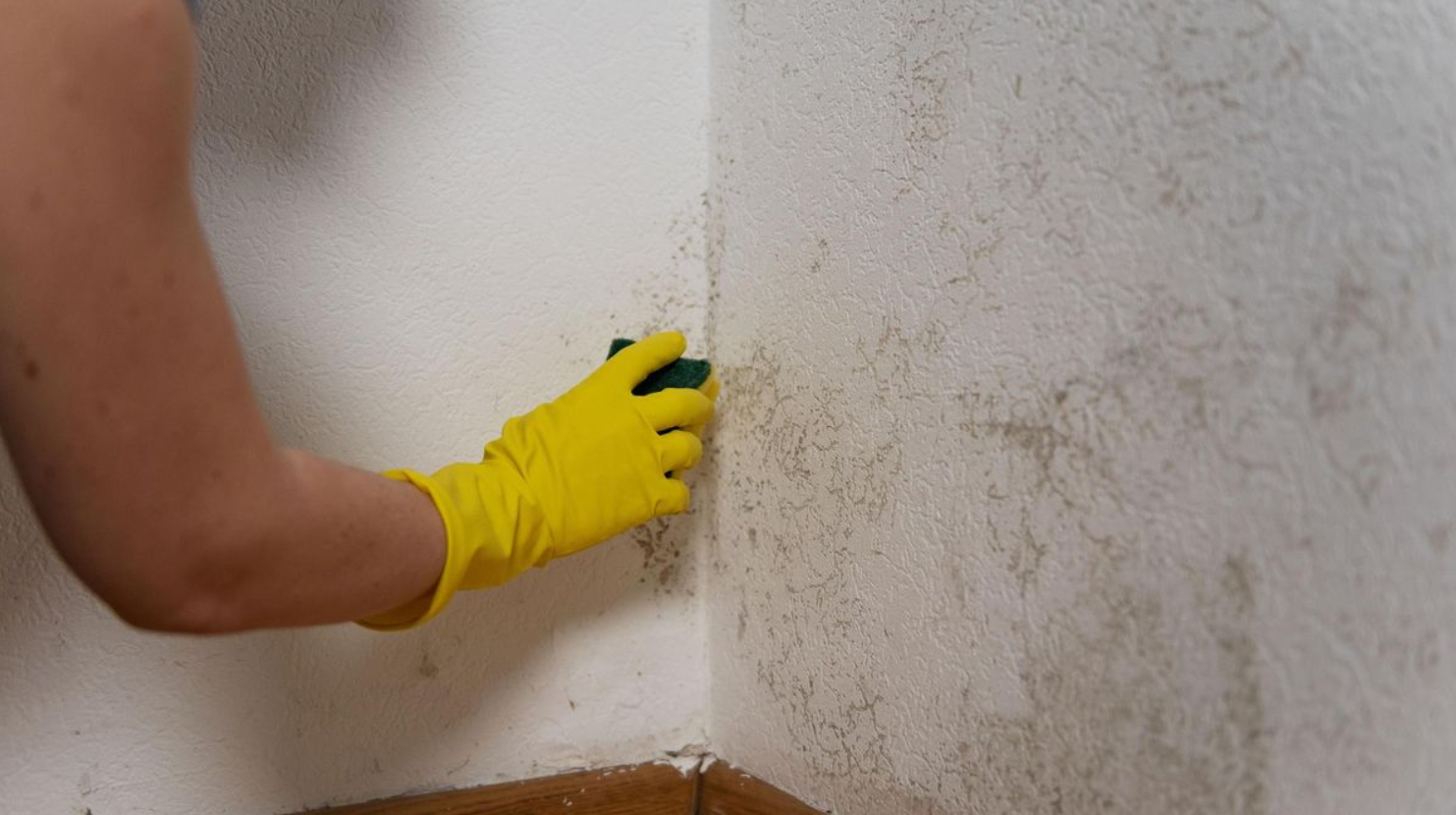 Captura de pantalla 2026-04-17 130206