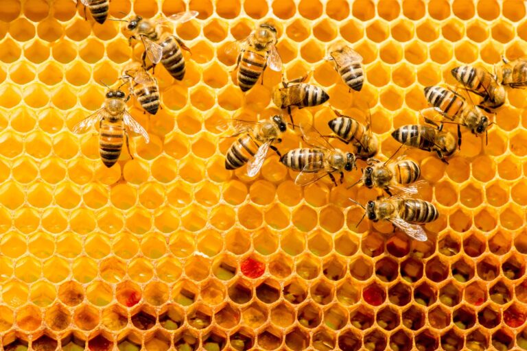 abeja-en-un-panal_144b397e