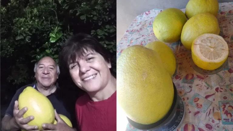 limones-gigantes-tostado-provincia-santa-fe-2