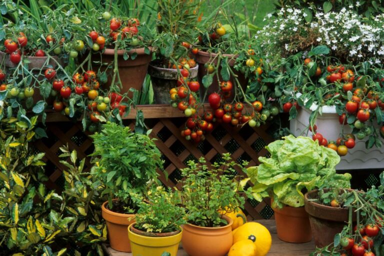 Complete Guide to Harvesting and Storing Summer Fruits From Your Garden
