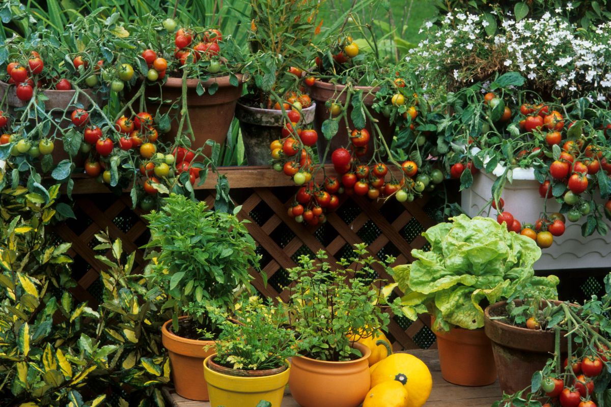 Complete Guide to Harvesting and Storing Summer Fruits From Your Garden