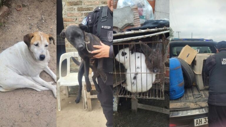 maltrato-animal-rincon11